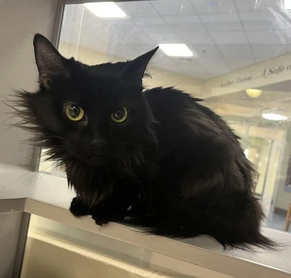 An adult large-sized female Domestic Long Hair cat named Salem for adoption in Stratham, NH