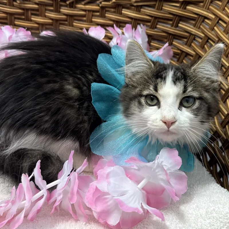 A baby small-sized female Black Domestic Medium Hair cat named Hekat for adoption in Harrisonburg, VA