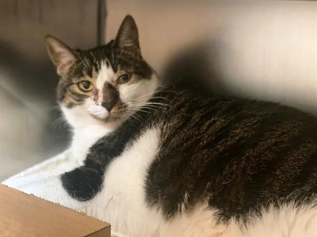 A senior medium-sized female Domestic Short Hair cat named Elouise for adoption in Fort Wayne, IN