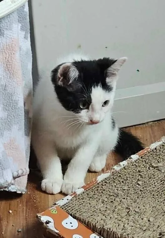 A baby small-sized male Black & White / Tuxedo Domestic Short Hair cat named Ring Pop for adoption in Chicago, IL