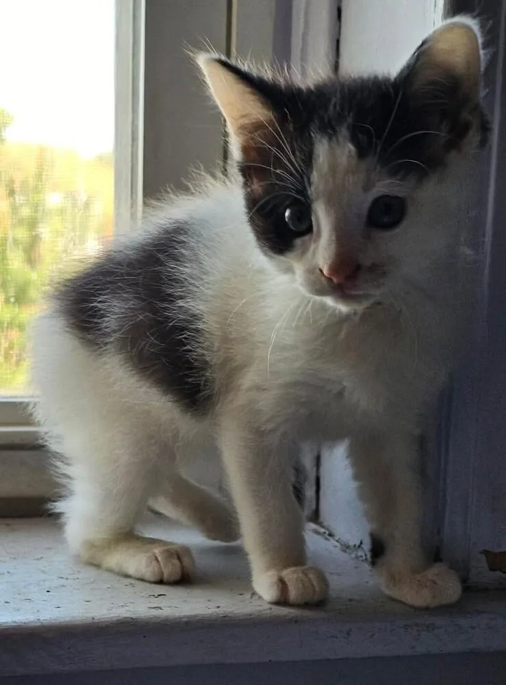 Ring Pop thumbnail 3