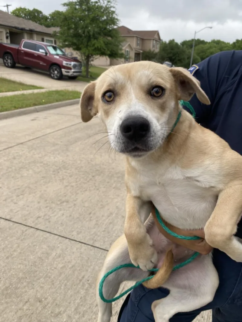 A young medium-sized female Mixed Breed dog named Rosa for adoption in Dallas, TX
