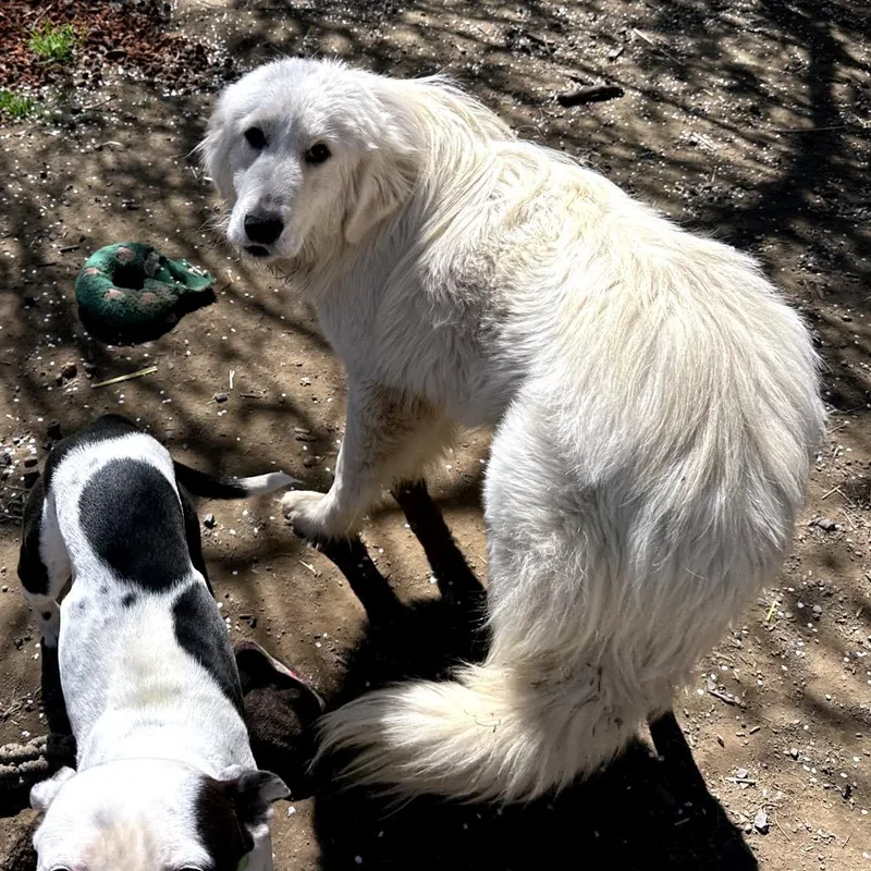 An adult large-sized male White / Cream Great Pyrenees dog named Titan for adoption in Point Richmond, CA