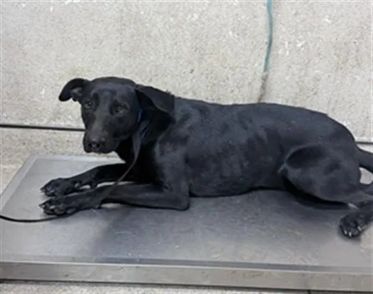 A young large-sized male Labrador Retriever dog named Lalo for adoption in Riverside, CA