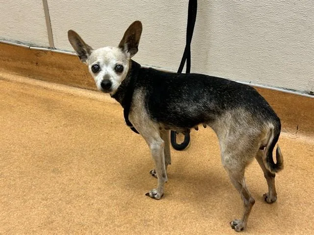 A senior small-sized female Chihuahua dog named Miss Bitty for adoption in Martinez, CA