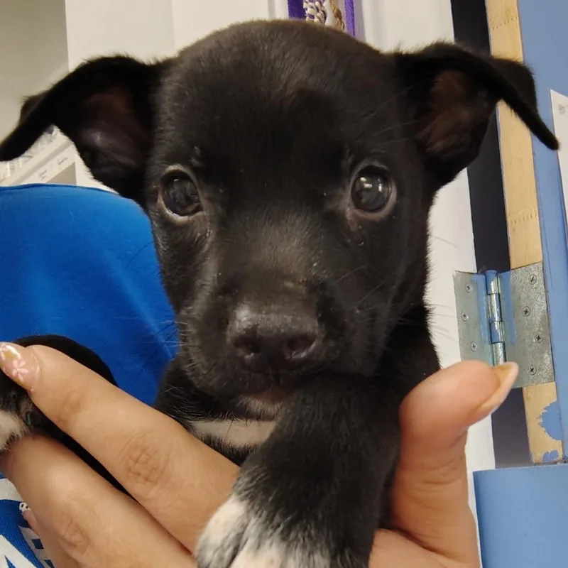 A baby small-sized male Black Mixed Breed dog named Luca for adoption in Vieques, PR