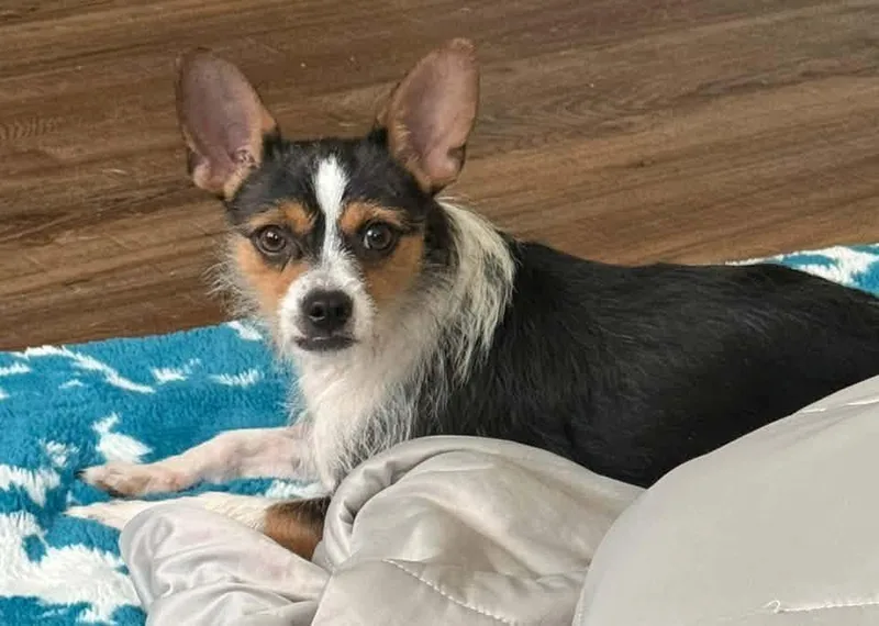 A young small-sized male Yorkshire Terrier dog named Jax for adoption in Walker, LA