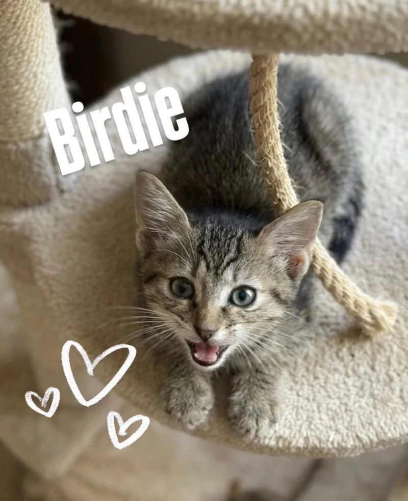 Birdie thumbnail 2