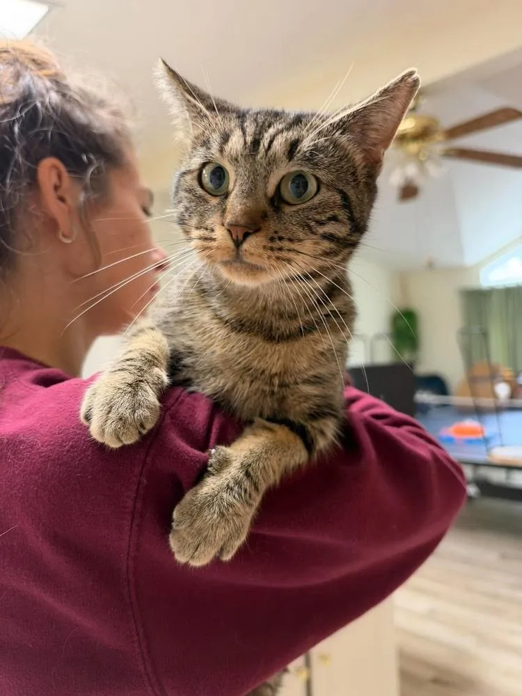 An adult medium-sized female Domestic Short Hair cat named Pumpkin Pie for adoption in Milton, DE