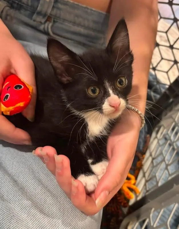 A young medium-sized female Black & White / Tuxedo Domestic Short Hair cat named Doralee for adoption in Scottsdale, AZ