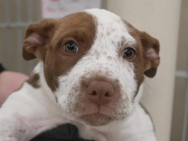 A baby small-sized female Pit Bull Terrier dog named Rosie for adoption in Portland, OR