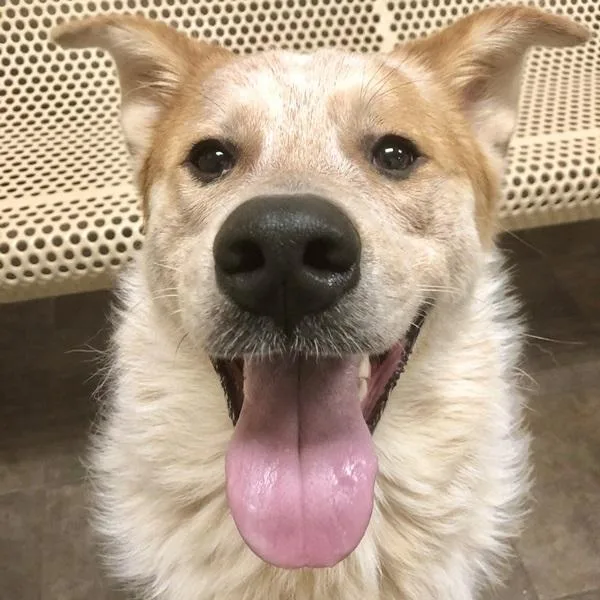 A young large-sized male Australian Cattle Dog / Blue Heeler dog named Biscuit for adoption in Des Moines, IA