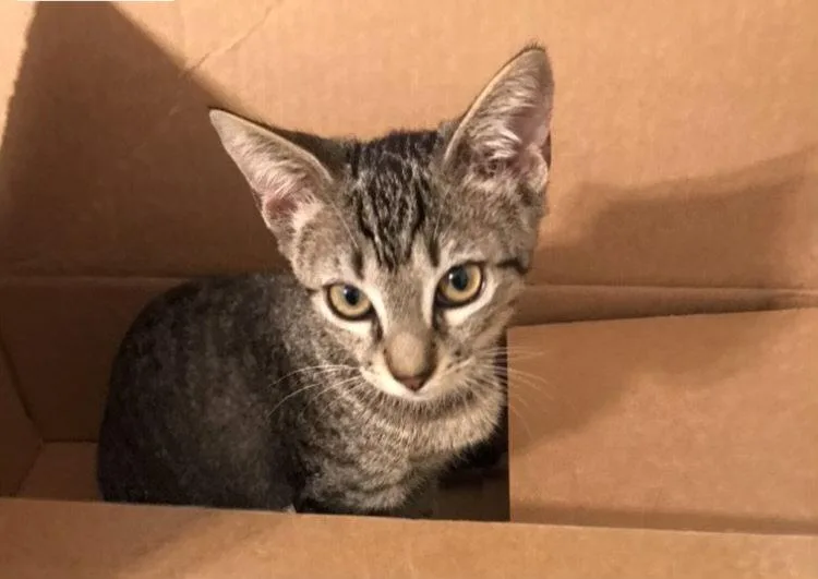 A baby small-sized female Tabby cat named Mimi for adoption in Fayetteville, GA