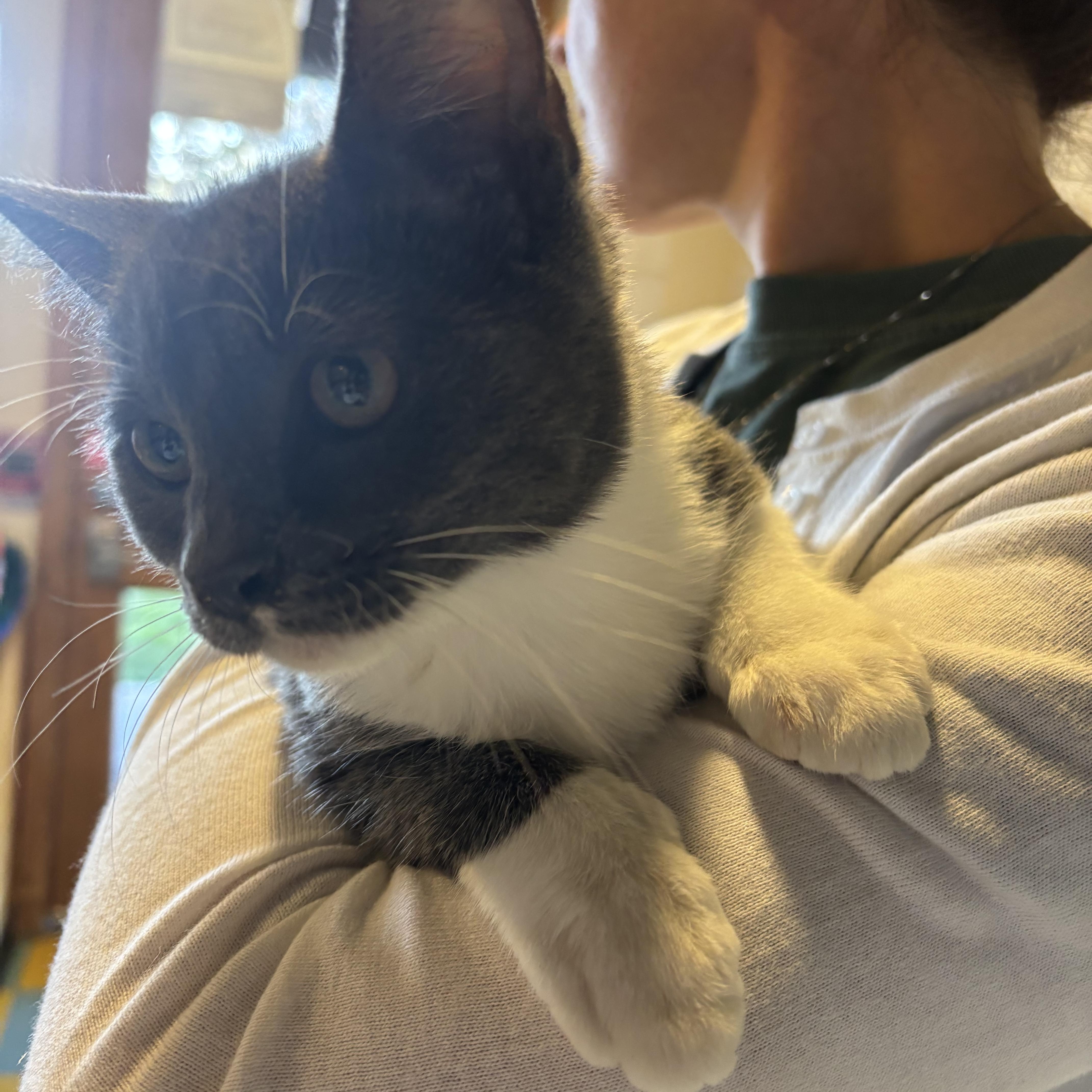 A baby small-sized male Domestic Medium Hair cat named Rory for adoption in Eagle, CO