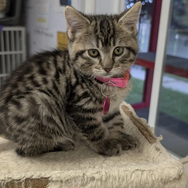 A baby small-sized female Gray / Blue / Silver Domestic Short Hair cat named Tippy for adoption in Buffalo, WY