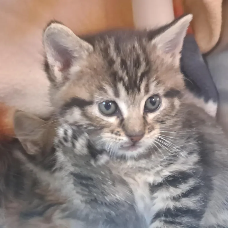 Tippy thumbnail 2