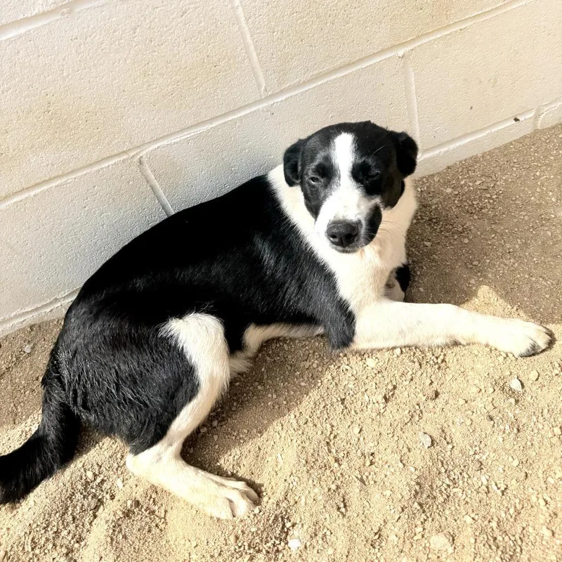 A young medium-sized female Apricot / Beige Mixed Breed dog named Gypsy for adoption in LOXAHATCHEE, FL