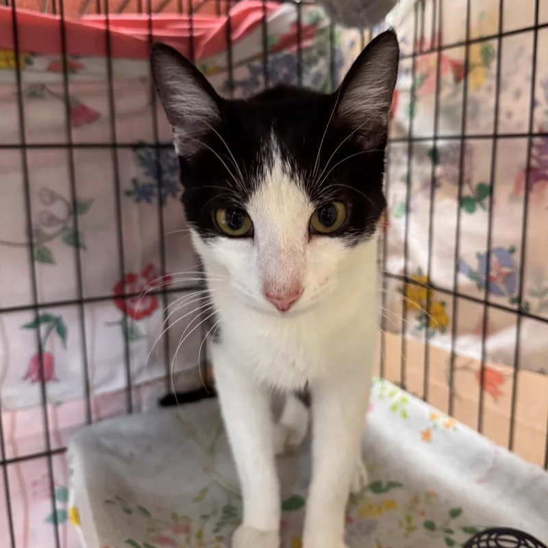 A baby medium-sized female Black & White / Tuxedo Domestic Short Hair cat named Naomi Gima for adoption in Mokena, IL