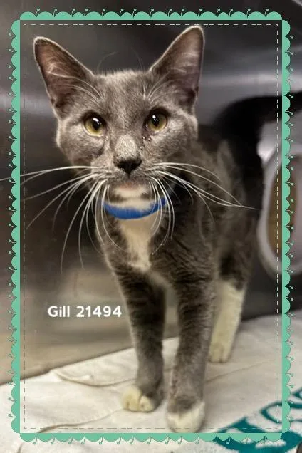 A young medium-sized male Gray & White Domestic Short Hair cat named Gill for adoption in Marietta, GA