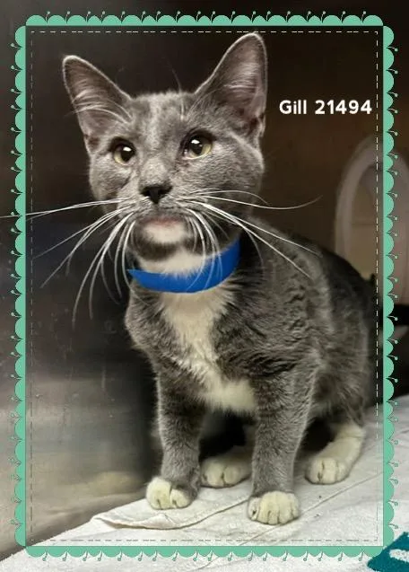 Gill thumbnail 3