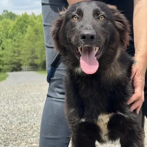 A young large-sized male Shepherd dog named Gary for adoption in Meherrin, VA