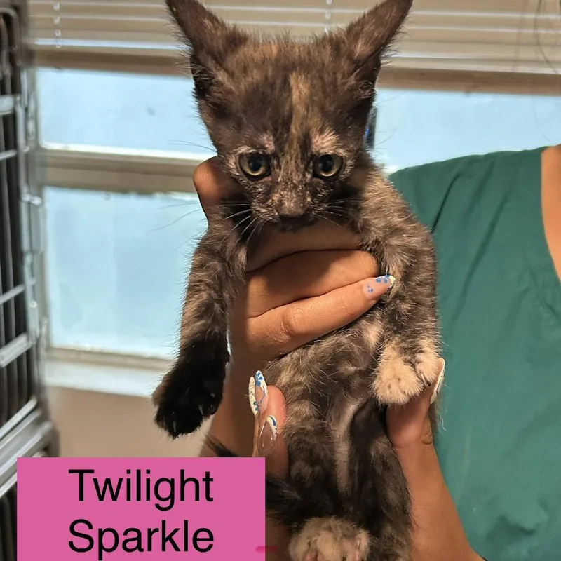 A baby small-sized female Tortoiseshell Domestic Short Hair cat named Twilight Sparkle for adoption in Tampa, FL