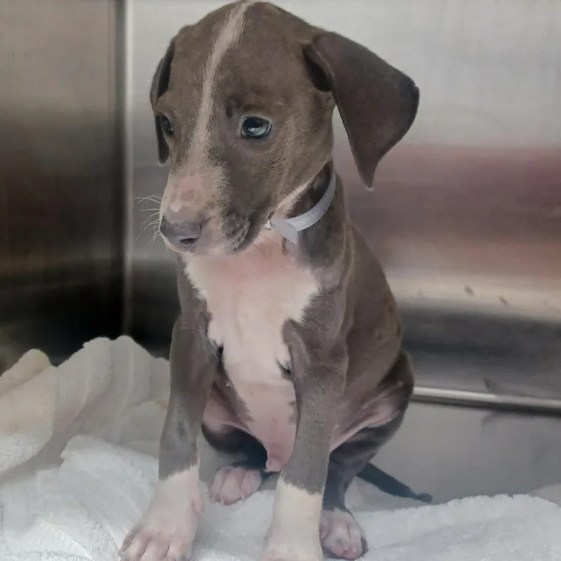 A baby small-sized male Gray / Blue / Silver Terrier dog named Sunny for adoption in Hattiesburg, MS