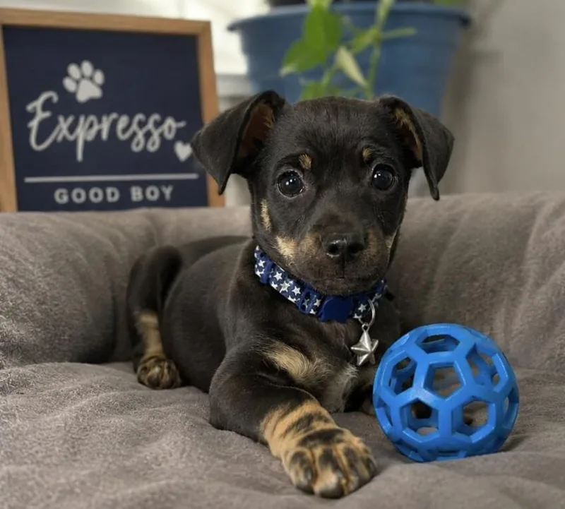 A young small-sized male Black Chihuahua dog named Expresso for adoption in renton, WA