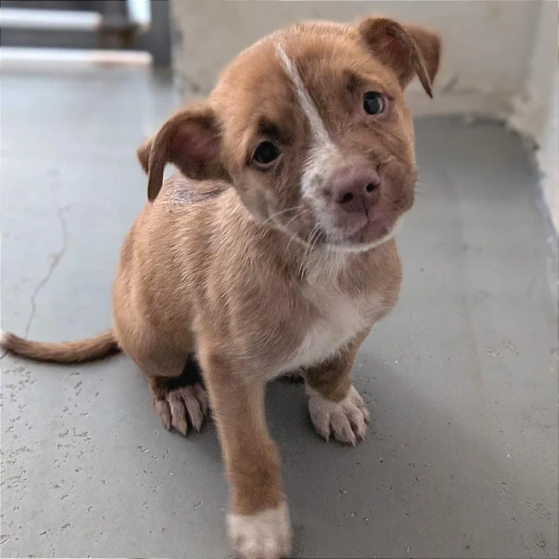 A baby small-sized female Red / Chestnut / Orange Catahoula Leopard Dog dog named Tilly for adoption in Buchanan Dam, TX
