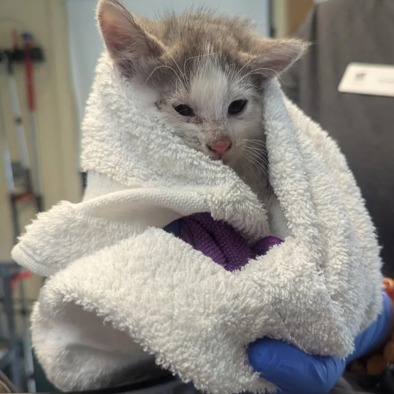 A baby small-sized male Gray / Blue / Silver Domestic Short Hair cat named Name Unknown for adoption in Pasadena, CA
