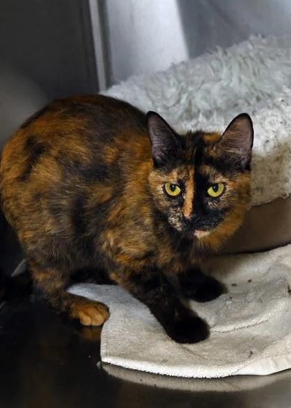 An adult medium-sized female Domestic Short Hair cat named Amour for adoption in Baton Rouge, LA
