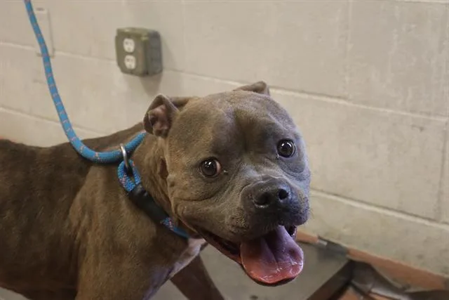 An adult medium-sized female Mixed Breed dog named Sandy for adoption in Columbia, SC