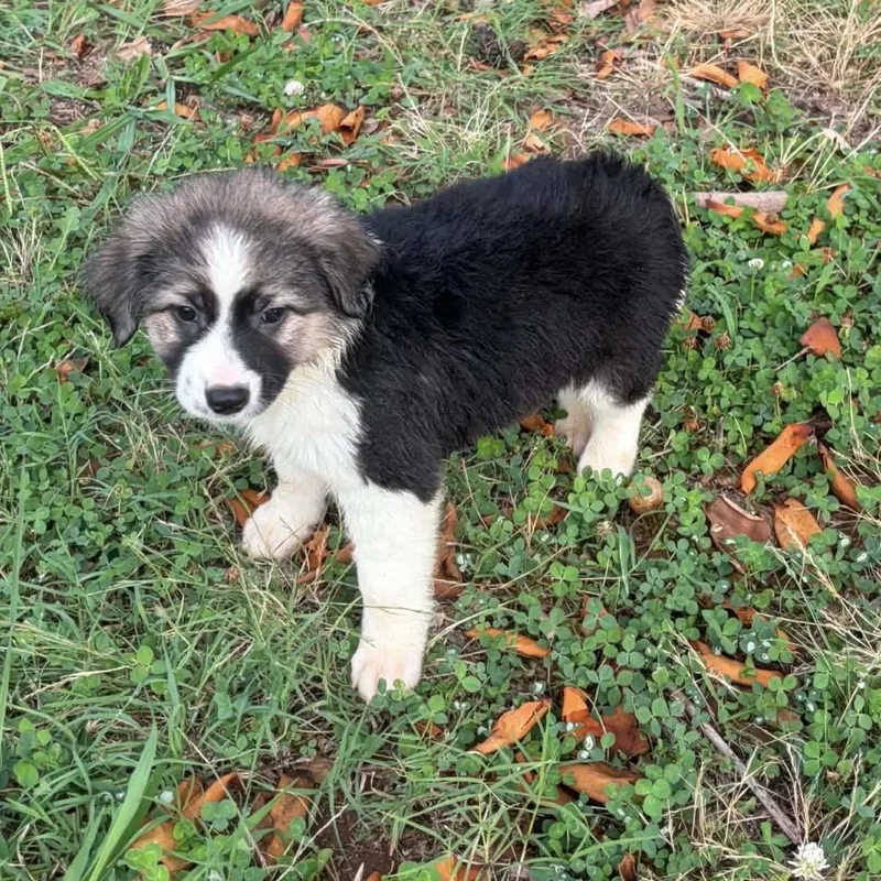 A baby medium-sized female Tricolor (Brown, Black, & White) Australian Shepherd dog named Cove for adoption in Pelham, NH