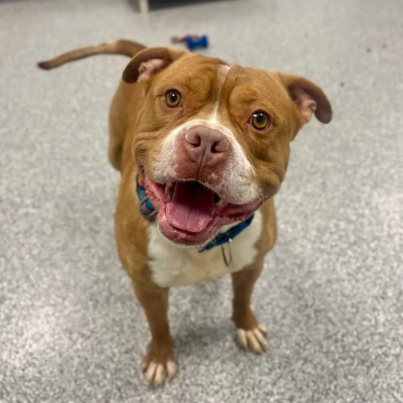 An adult large-sized male Red / Chestnut / Orange American Bully dog named King for adoption in Detroit, MI