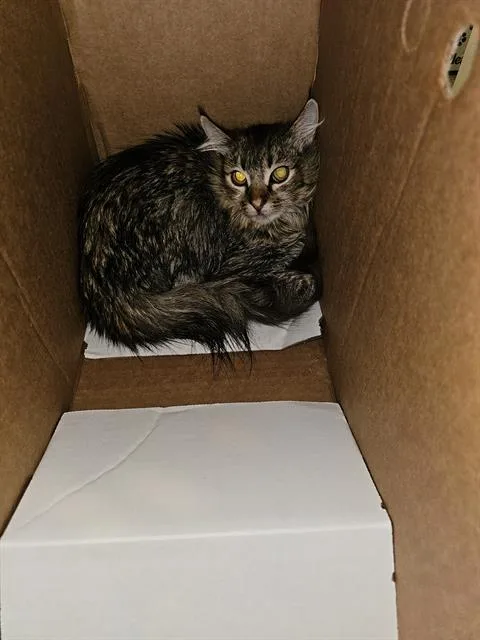 A young medium-sized female Domestic Medium Hair cat named Cinders for adoption in Dallas, TX
