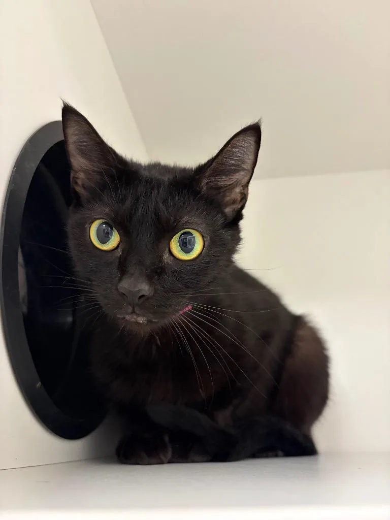 An adult small-sized female Black Domestic Short Hair cat named Morticia for adoption in Frankfort, KY