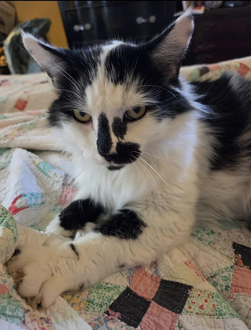 An adult medium-sized male Black & White / Tuxedo Domestic Long Hair cat named Elliot for adoption in Oceanside, CA