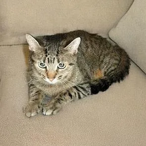 A young medium-sized female Brown / Chocolate Domestic Short Hair cat named Zeva for adoption in Austin, TX