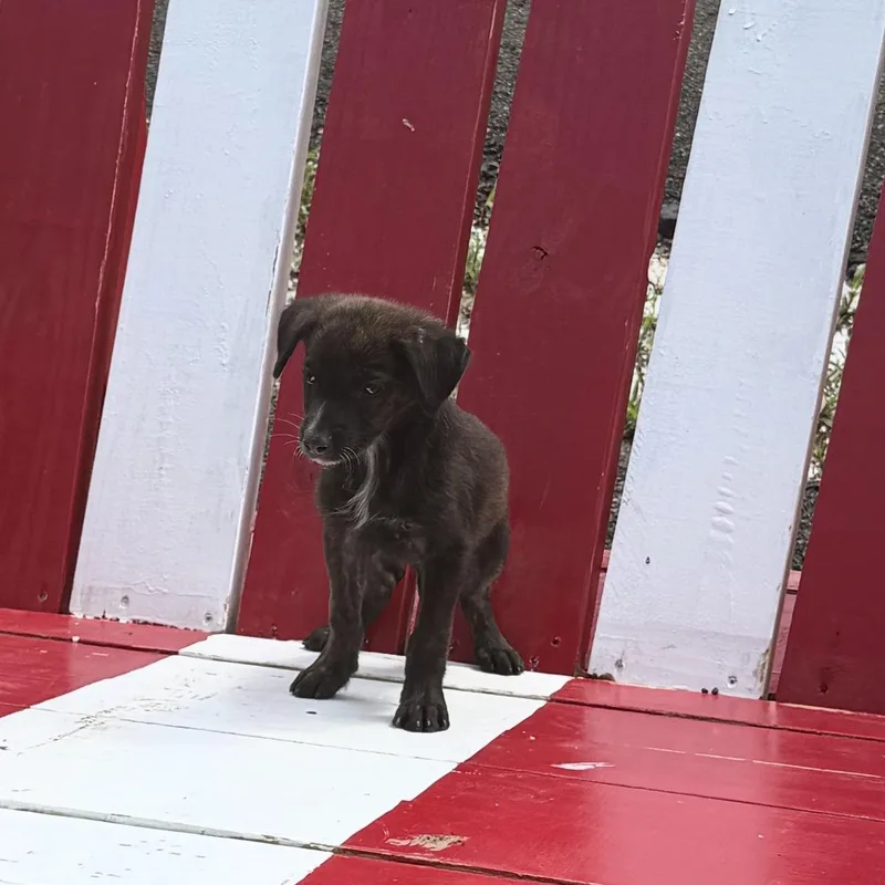 Peter Pan thumbnail 2