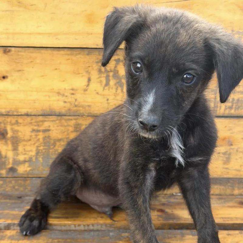 Peter Pan thumbnail 3