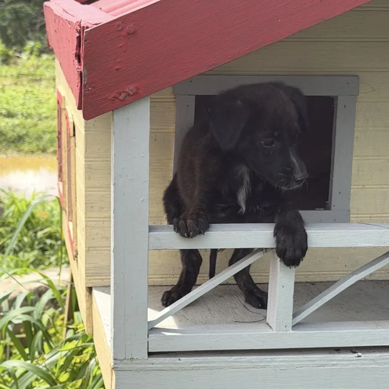 Peter Pan thumbnail 4