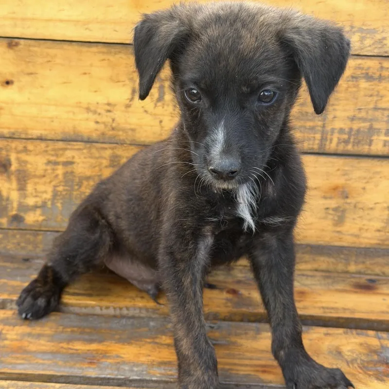 Peter Pan thumbnail 5