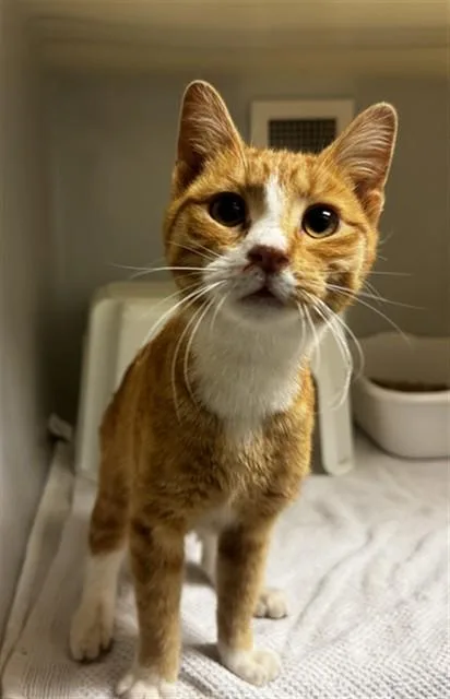 A young medium-sized male Domestic Short Hair cat named Dave for adoption in Statesville, NC