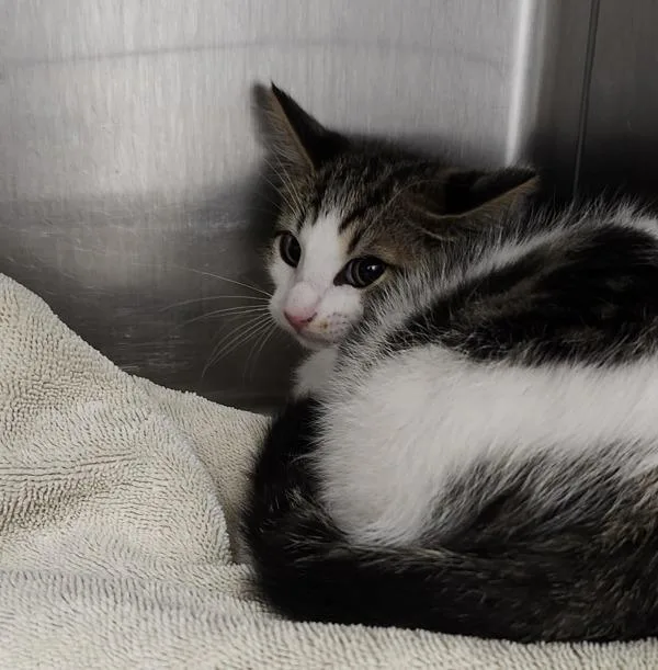 A baby medium-sized male Domestic Short Hair cat named Butterscotch for adoption in Silverdale, WA