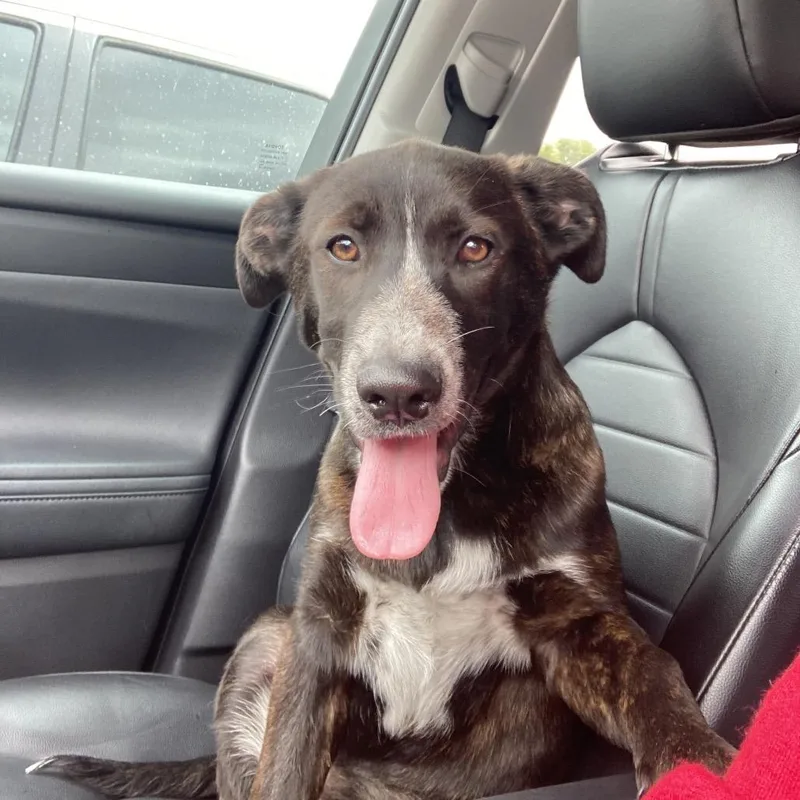 A baby medium-sized female Brown / Chocolate Australian Cattle Dog / Blue Heeler dog named Maisie for adoption in Amarillo, TX