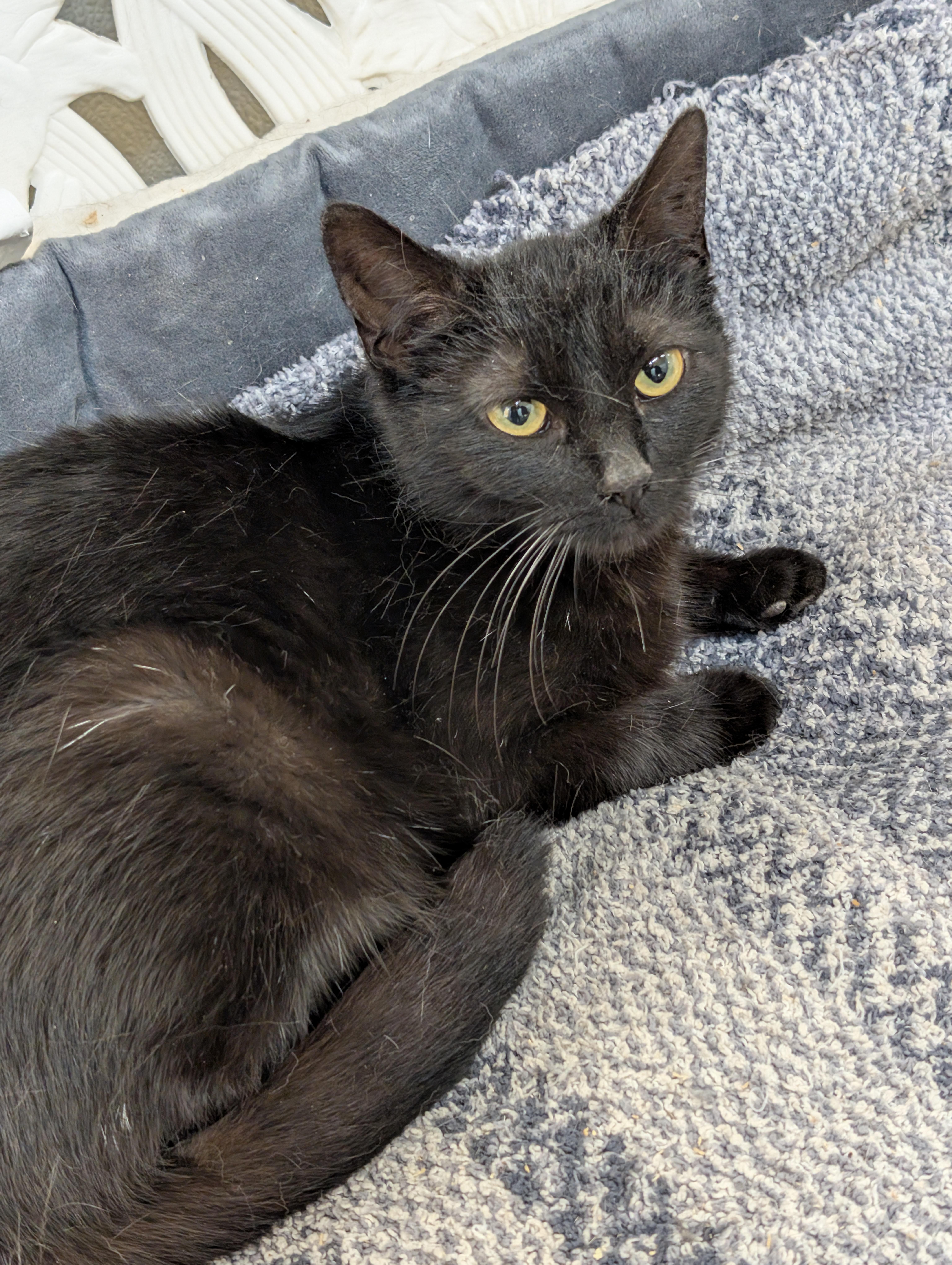 A baby medium-sized female Black Domestic Short Hair cat named Bright Star for adoption in Tilton, IL