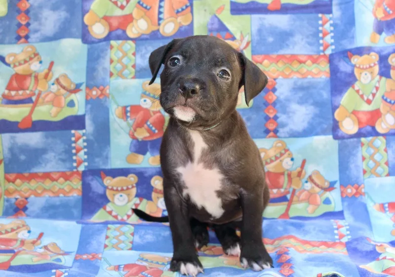 A baby large-sized female White / Cream Pit Bull Terrier dog named Starburst for adoption