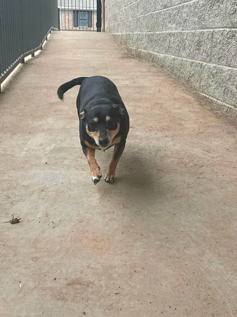 An adult small-sized female Chiweenie dog named Lilbit for adoption in Cookeville, TN