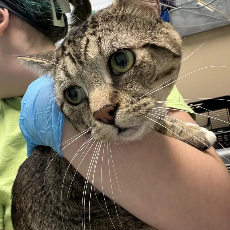 An adult large-sized male Brown / Chocolate Domestic Short Hair cat named Grover Underwood for adoption in Tacoma, WA