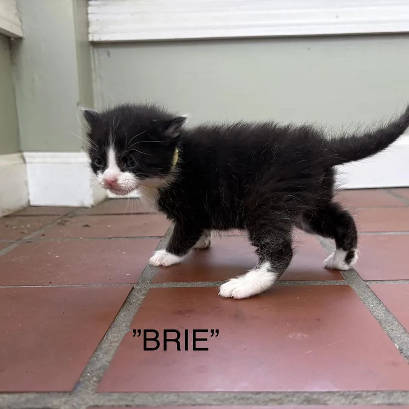 A baby small-sized male Black Domestic Short Hair cat named Brie for adoption in Middle Village, NY